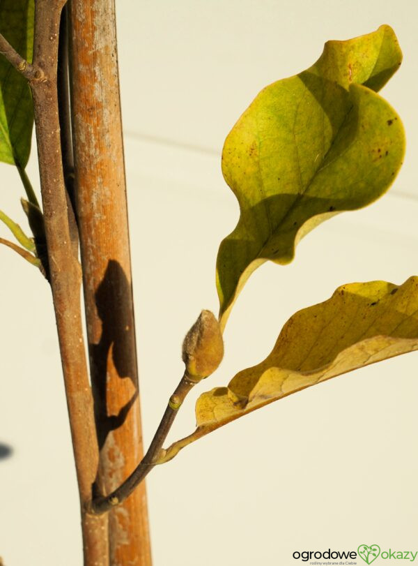 MAGNOLIA MARCH TILL FROST