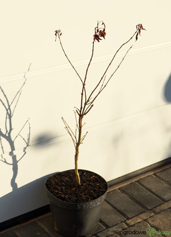 KLON PALMOWY RUSLYN IN THE PINK Acer palmatum