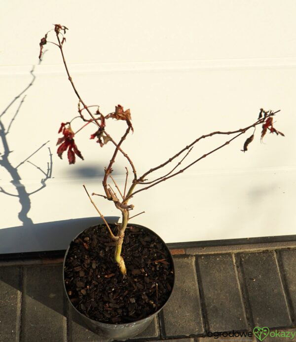 KLON PALMOWY RUSLYN IN THE PINK Acer palmatum