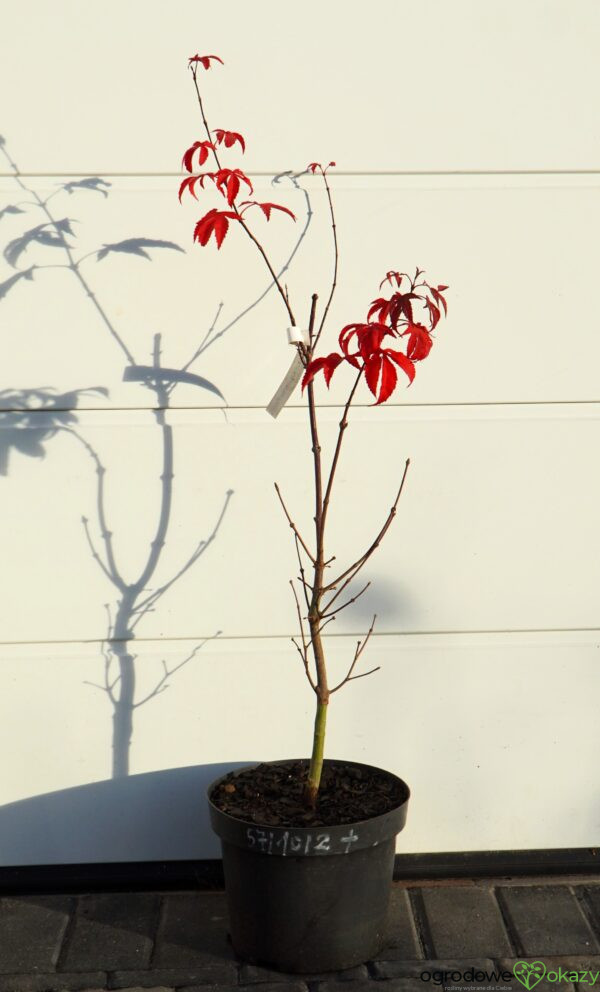 KLON PALMOWY RUSLYN IN THE PINK Acer palmatum