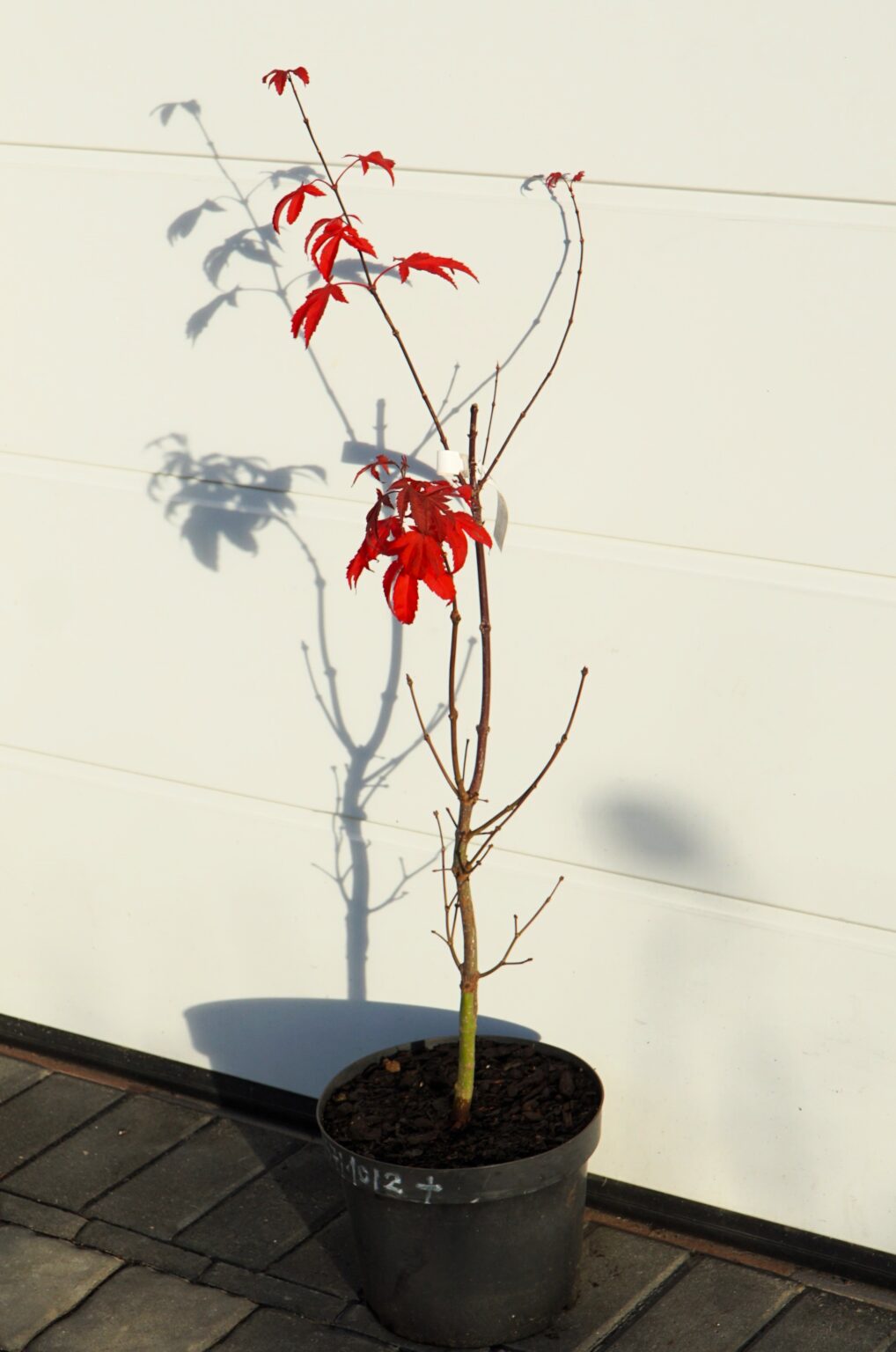 KLON PALMOWY RUSLYN IN THE PINK Acer palmatum