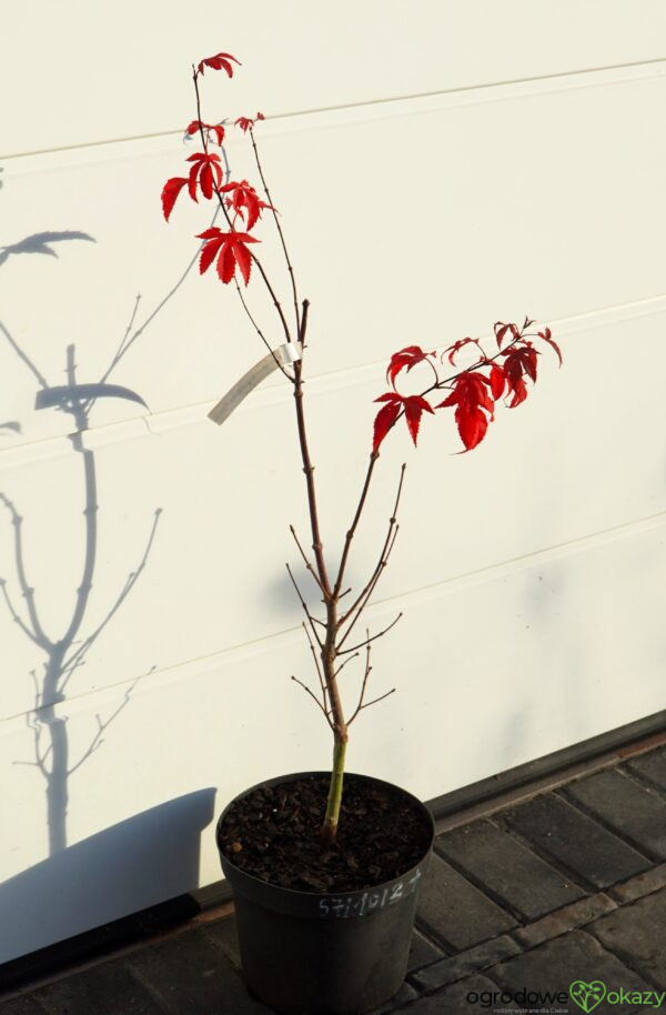 KLON PALMOWY RUSLYN IN THE PINK Acer palmatum