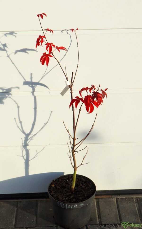 KLON PALMOWY RUSLYN IN THE PINK Acer palmatum