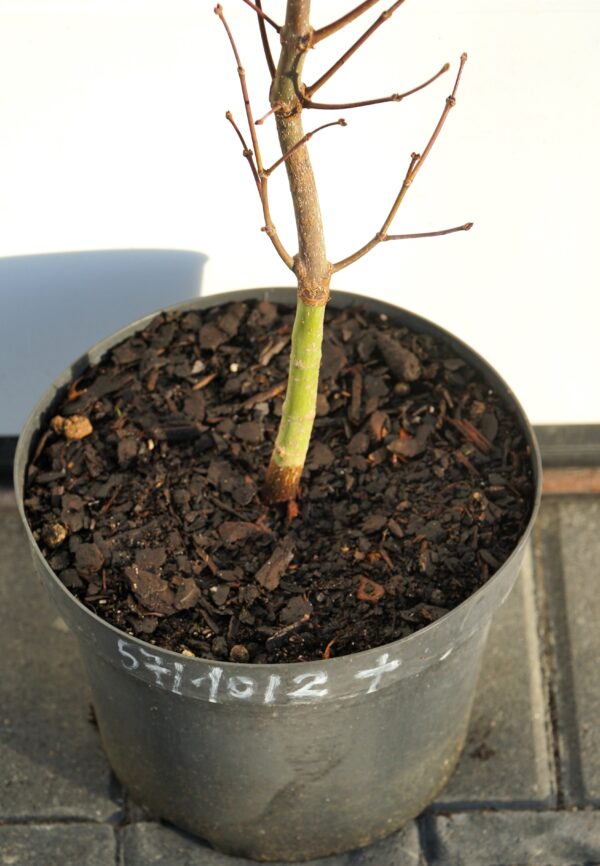 KLON PALMOWY RUSLYN IN THE PINK Acer palmatum