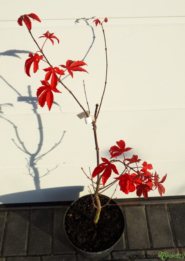 KLON PALMOWY RUSLYN IN THE PINK Acer palmatum