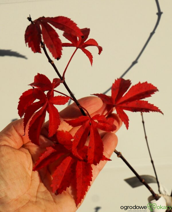 KLON PALMOWY RUSLYN IN THE PINK Acer palmatum