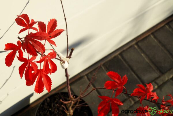 KLON PALMOWY RUSLYN IN THE PINK Acer palmatum