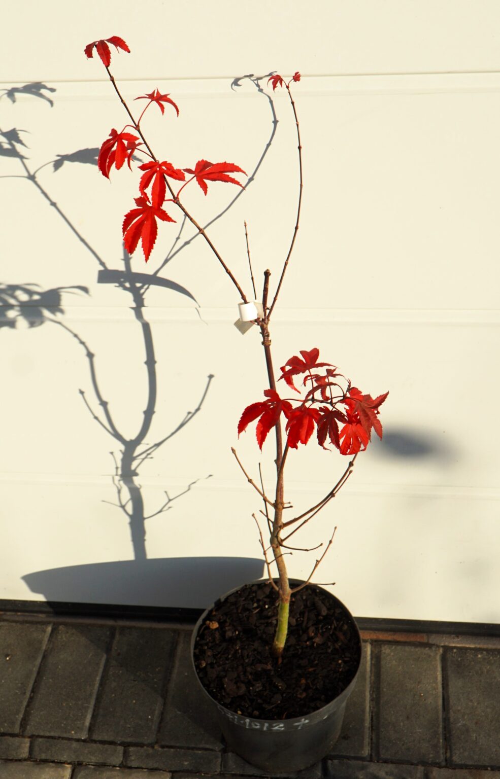 KLON PALMOWY RUSLYN IN THE PINK Acer palmatum