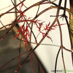 KLON PALMOWY RED FILIGREE LACE Acer palmatum