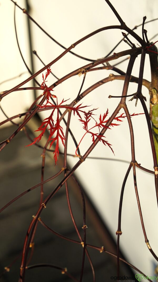 KLON PALMOWY RED FILIGREE LACE Acer palmatum