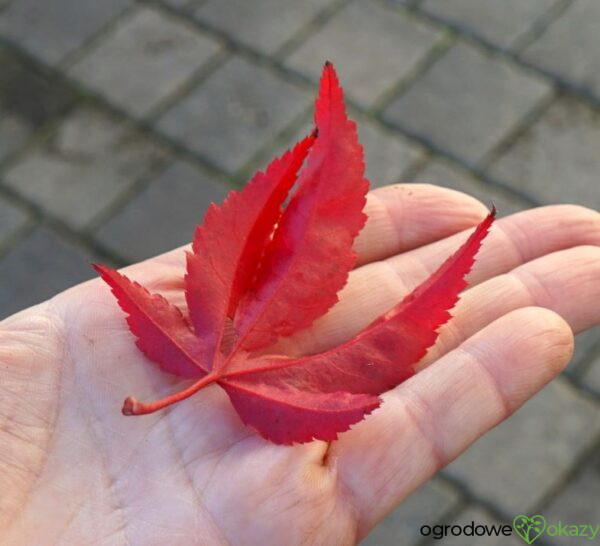 KLON PALMOWY RUSLYN IN THE PINK Acer palmatum