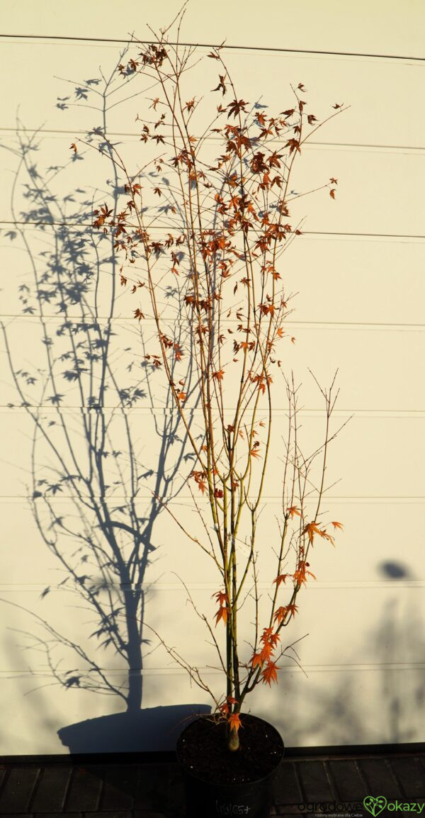 KLON PALMOWY MARDI GRAS Acer palmatum