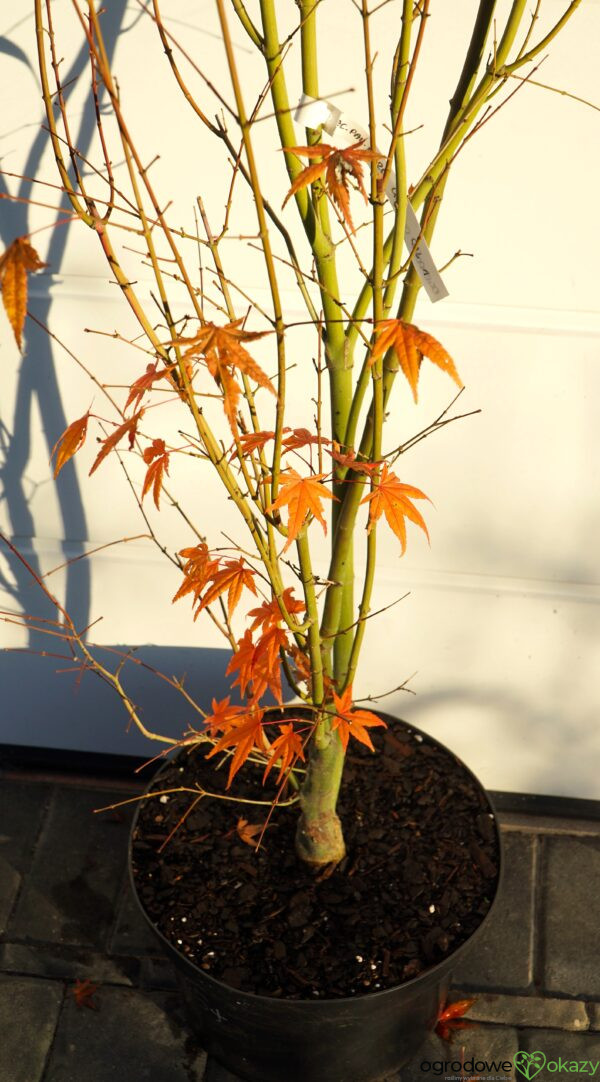 KLON PALMOWY MARDI GRAS Acer palmatum