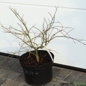 KLON PALMOWY ORNATUM Acer palmatum