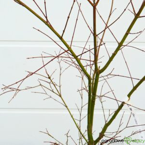 KLON PALMOWY ORI ZURU Acer palmatum