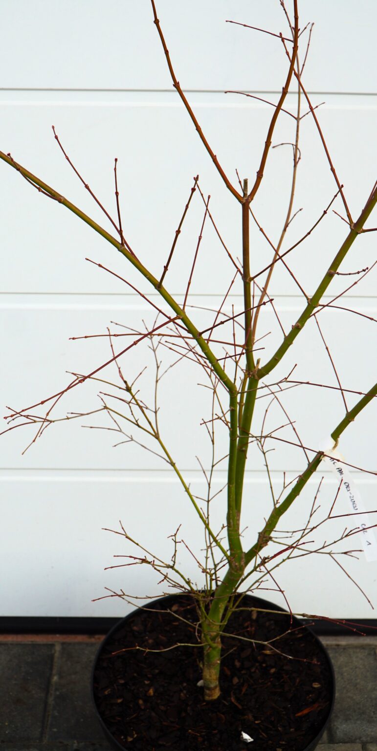 KLON PALMOWY ORI ZURU Acer palmatum