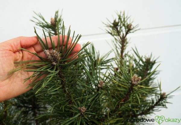 SOSNA GÓRSKA TLAMICKA Pinus mugo