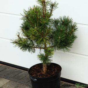 SOSNA GÓRSKA TLAMICKA Pinus mugo