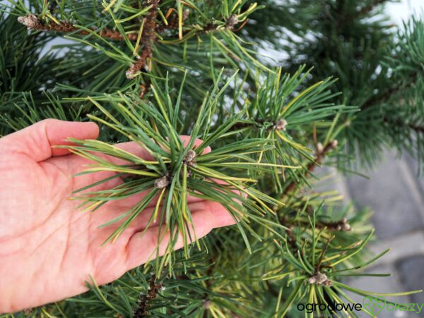 SOSNA GÓRSKA TLAMICKA Pinus mugo