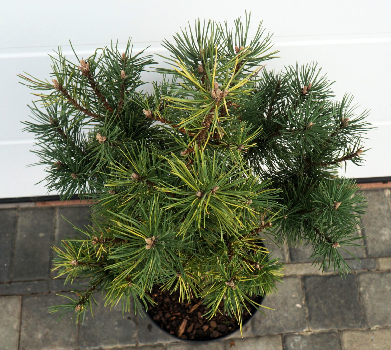 SOSNA GÓRSKA TLAMICKA Pinus mugo