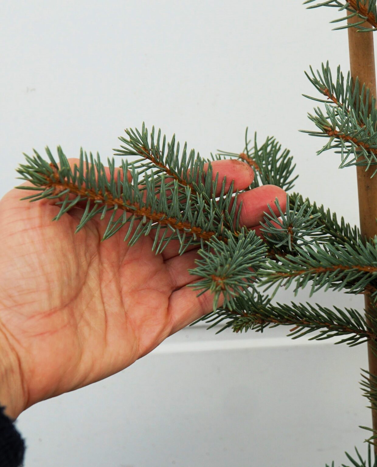 ŚWIERK CHIŃSKI SPRING RED Picea asperata