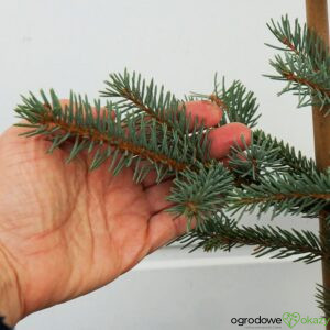 ŚWIERK CHIŃSKI SPRING RED Picea asperata