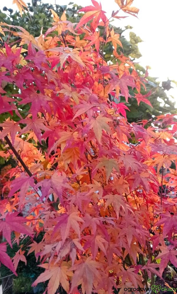 KLON PALMOWY MARDI GRAS Acer palmatum