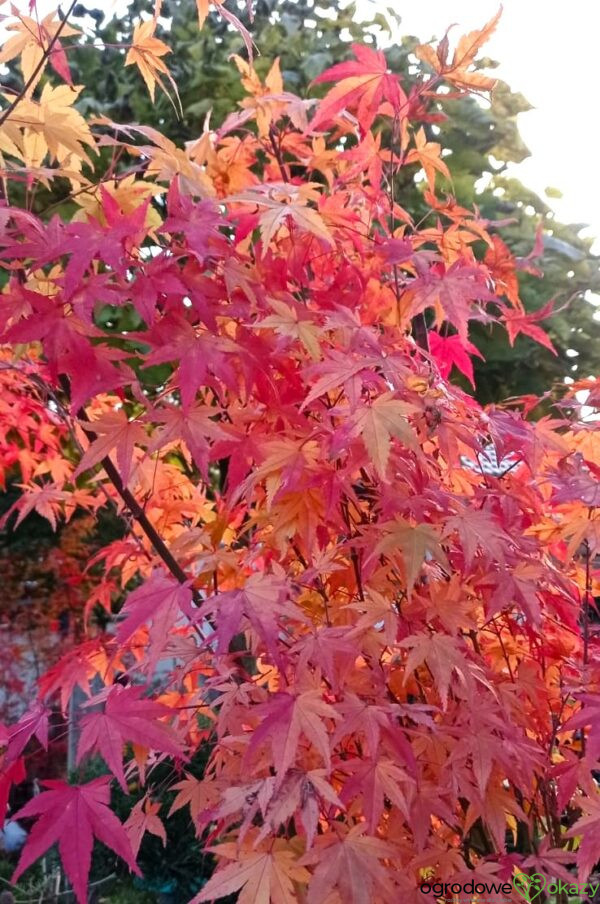 KLON PALMOWY MARDI GRAS Acer palmatum