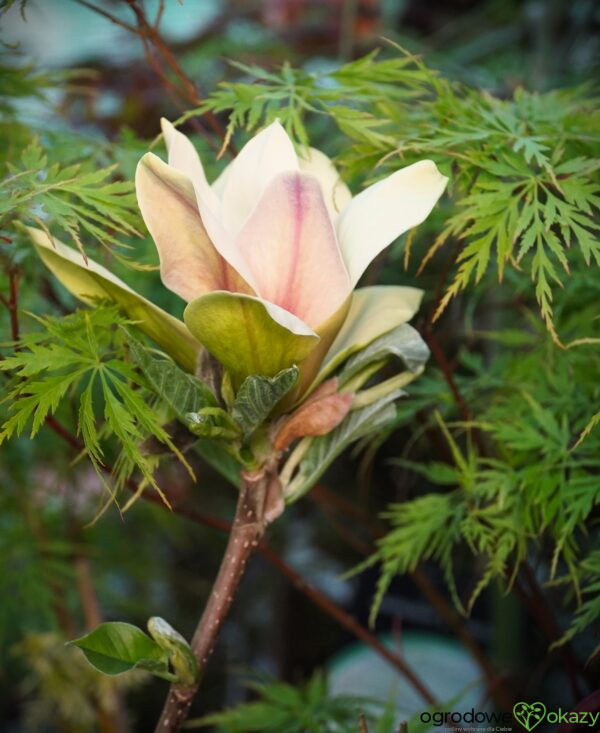 MAGNOLIA SUNSATION