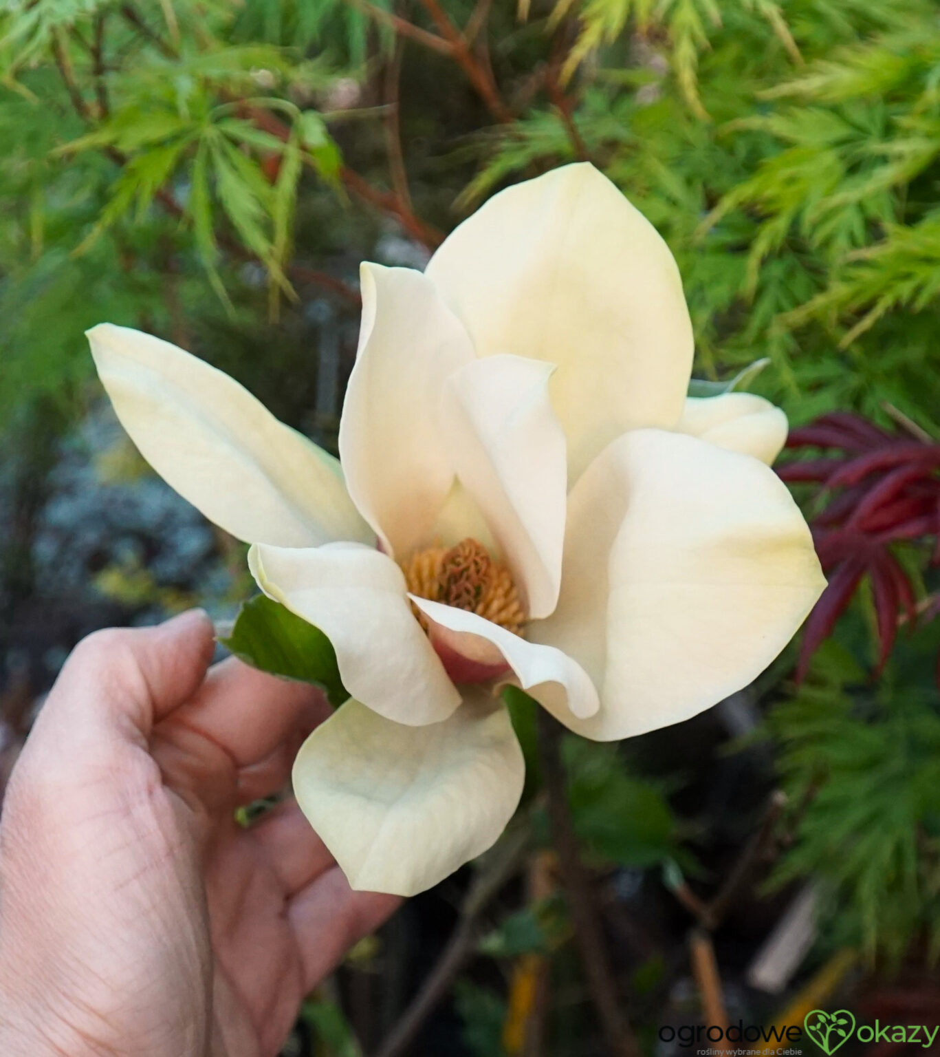 MAGNOLIA SUNSATION