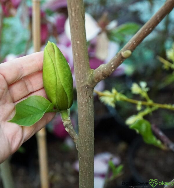 MAGNOLIA SUNSATION