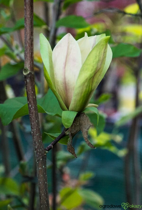 MAGNOLIA SUNSATION