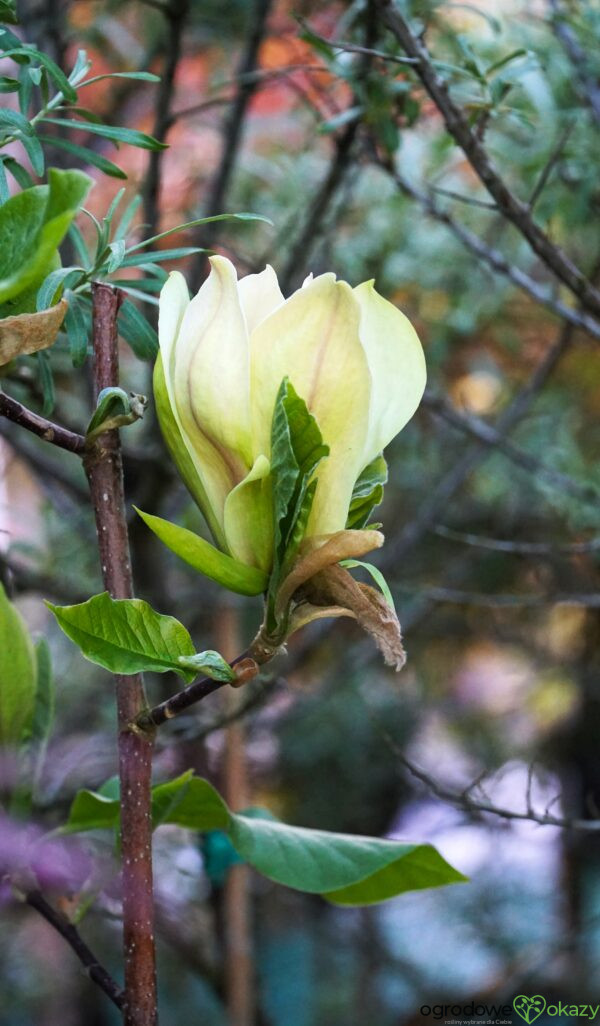 MAGNOLIA SUNSATION