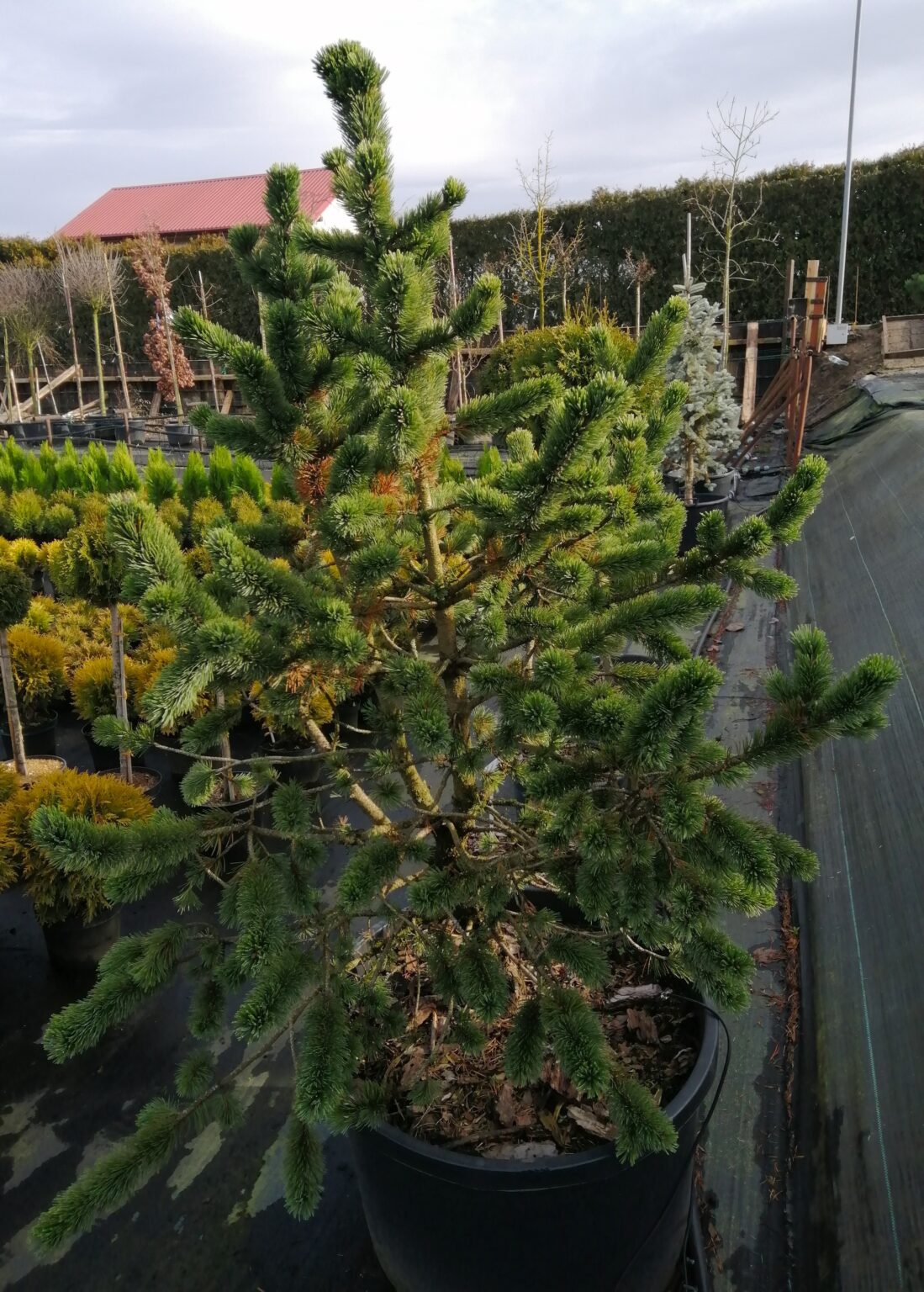 SOSNA OŚCISTA Pinus aristata
