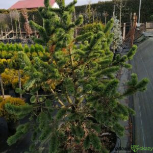 SOSNA OŚCISTA Pinus aristata