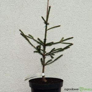 ŚWIERK POSPOLITY ROSEOSPICATA Picea abies