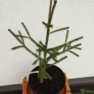 ŚWIERK POSPOLITY ROSEOSPICATA Picea abies