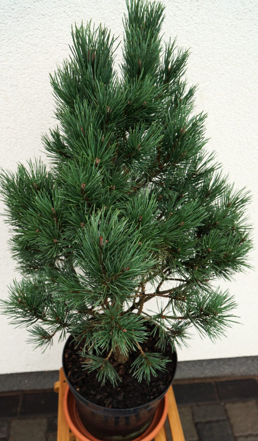 SOSNA POSPOLITA WATERERI Pinus sylvestris