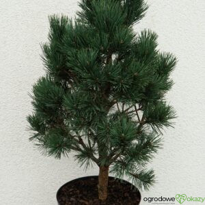 SOSNA POSPOLITA WATERERI Pinus sylvestris