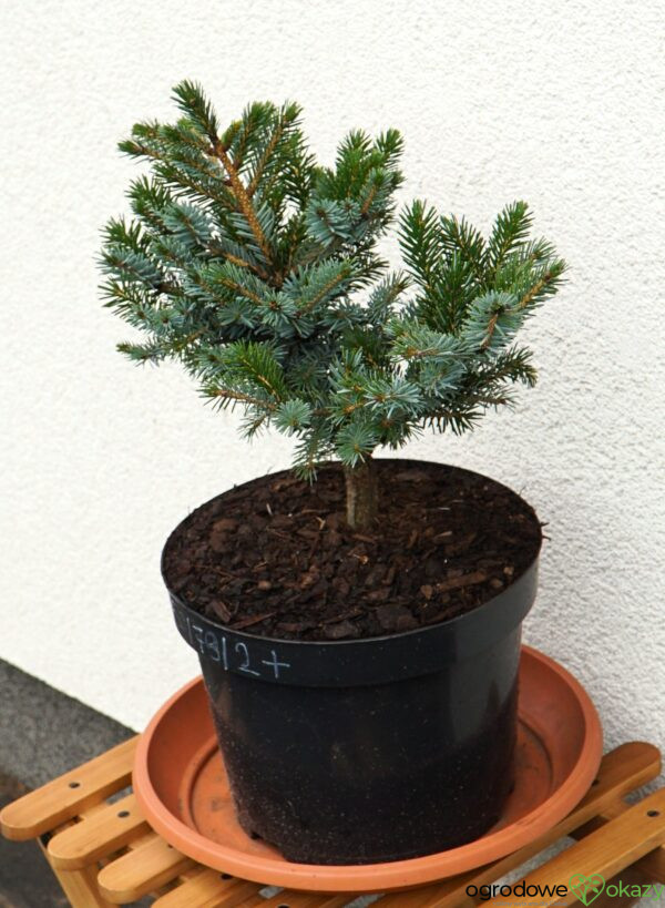 ŚWIERK DWUBARWNY HOWELL'S DWARF Picea bicolor