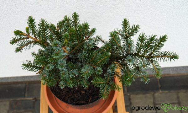 ŚWIERK DWUBARWNY HOWELL'S DWARF Picea bicolor