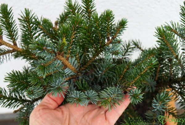 ŚWIERK DWUBARWNY HOWELL'S DWARF Picea bicolor