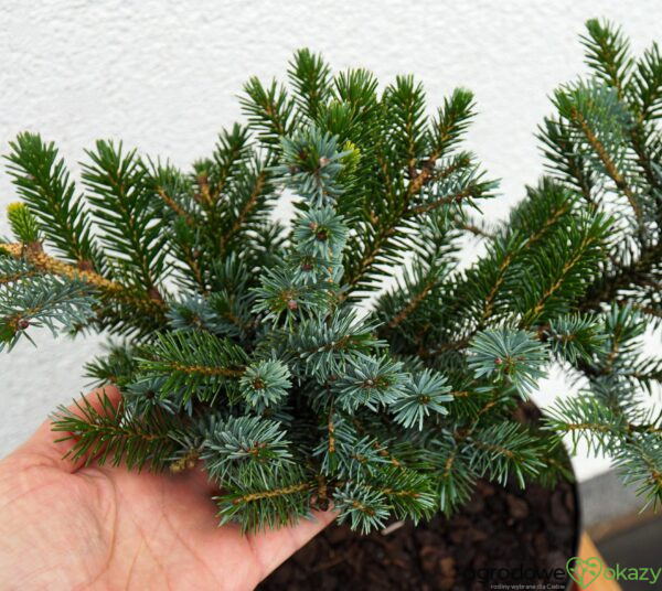 ŚWIERK DWUBARWNY HOWELL'S DWARF Picea bicolor