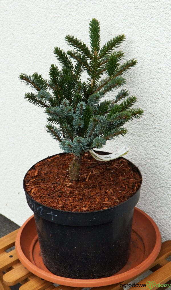 ŚWIERK DWUBARWNY HOWELL'S DWARF Picea bicolor