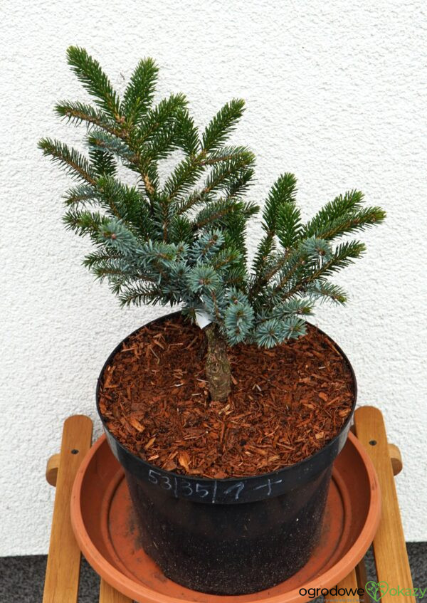 ŚWIERK DWUBARWNY HOWELL'S DWARF Picea bicolor