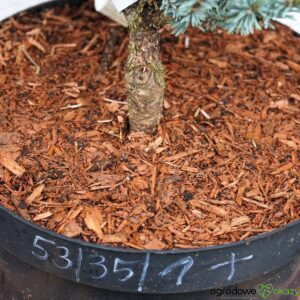 ŚWIERK DWUBARWNY HOWELL'S DWARF Picea bicolor