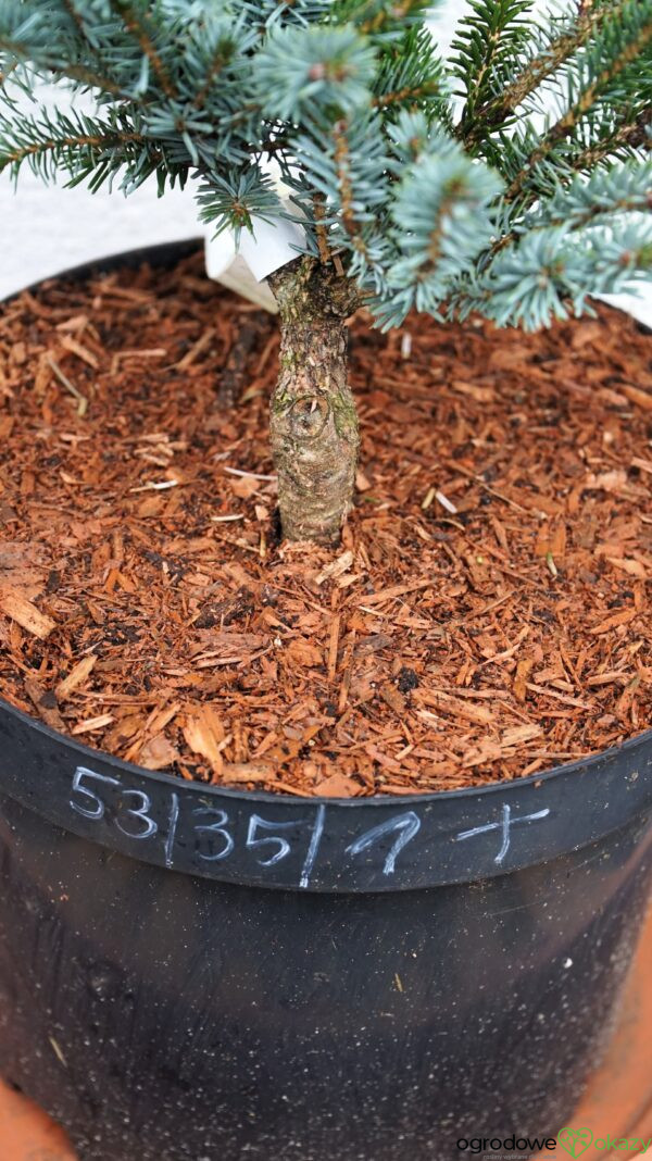 ŚWIERK DWUBARWNY HOWELL'S DWARF Picea bicolor