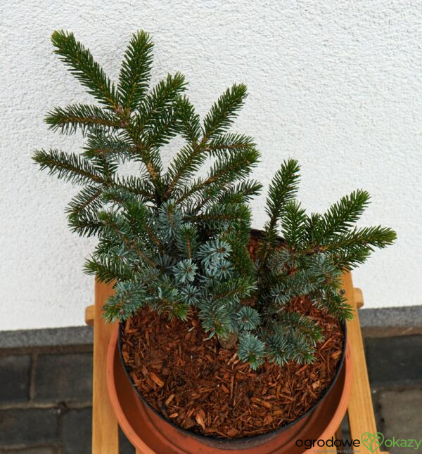 ŚWIERK DWUBARWNY HOWELL'S DWARF Picea bicolor