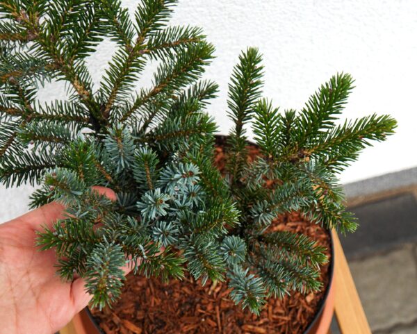 ŚWIERK DWUBARWNY HOWELL'S DWARF Picea bicolor