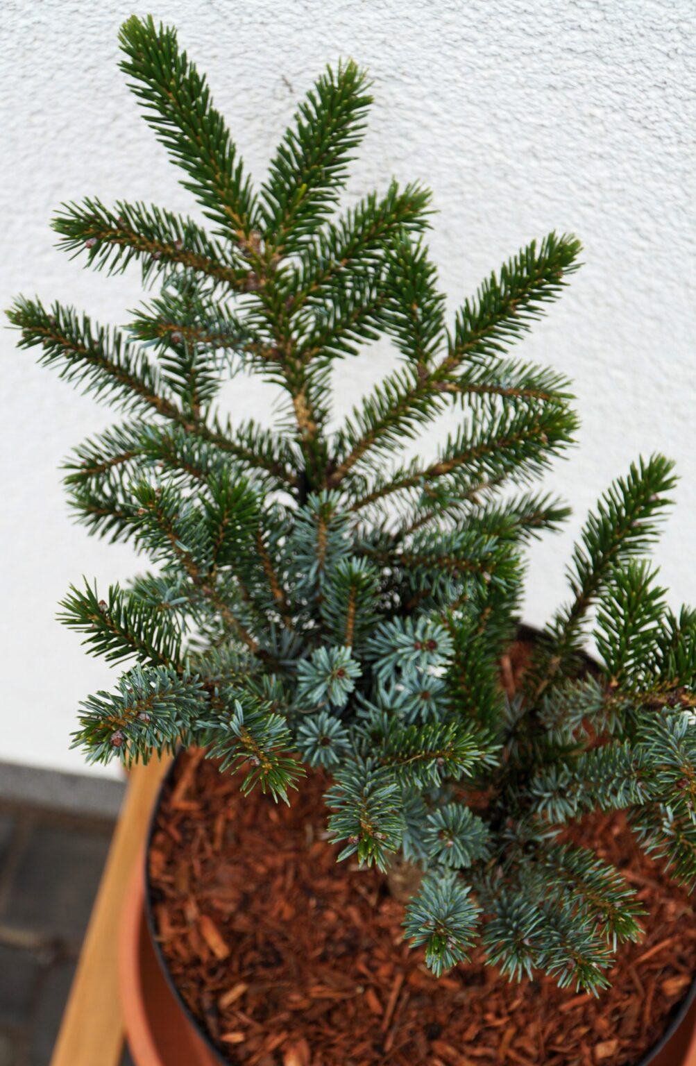 ŚWIERK DWUBARWNY HOWELL'S DWARF Picea bicolor